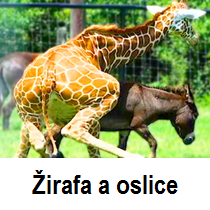 žirafa a oslice